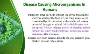 Disease Causing Microorganisms In
Humans
Pathogens enter our body through the air we breathe, the
water we drink or the food we eat. They can also get
transmitted by direct contact with an infected person
or carried through an animal. Microbial diseases that
can spread from an infected person to a healthy person
through air, water, food or physical contact are called
communicable diseases.
Examples of such diseases include cholera, common cold,
chicken pox and tuberculosis.
 
