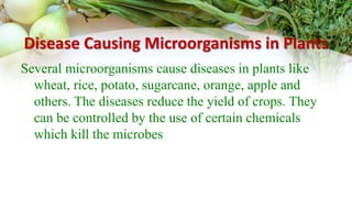 Disease Causing Microorganisms in Plants
Several microorganisms cause diseases in plants like
wheat, rice, potato, sugarcane, orange, apple and
others. The diseases reduce the yield of crops. They
can be controlled by the use of certain chemicals
which kill the microbes
 