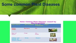 Some common Plant Diseases
34
 