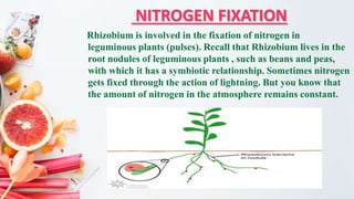 NITROGEN FIXATION
Rhizobium is involved in the fixation of nitrogen in
leguminous plants (pulses). Recall that Rhizobium lives in the
root nodules of leguminous plants , such as beans and peas,
with which it has a symbiotic relationship. Sometimes nitrogen
gets fixed through the action of lightning. But you know that
the amount of nitrogen in the atmosphere remains constant.
 