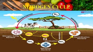 NITROGEN CYCLE
 