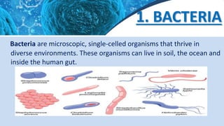 1. BACTERIA
Bacteria are microscopic, single-celled organisms that thrive in
diverse environments. These organisms can live in soil, the ocean and
inside the human gut.
 