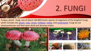 2. FUNGI
Fungus, plural - fungi, any of about 144,000 known species of organisms of the kingdom Fungi,
which includes the yeasts, rusts, smuts, mildews, molds, and mushrooms. Fungi do not
photosynthesize and feed upon dead and decaing matter.
 