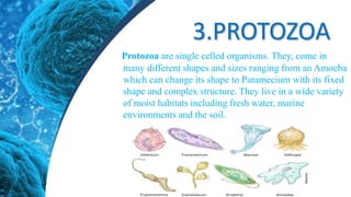 3.PROTOZOA
Protozoa are single celled organisms. They, come in
many different shapes and sizes ranging from an Amoeba
which can change its shape to Paramecium with its fixed
shape and complex structure. They live in a wide variety
of moist habitats including fresh water, marine
environments and the soil.
 