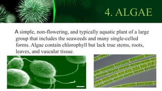 4. ALGAE
A simple, non-flowering, and typically aquatic plant of a large
group that includes the seaweeds and many single-celled
forms. Algae contain chlorophyll but lack true stems, roots,
leaves, and vascular tissue.
 