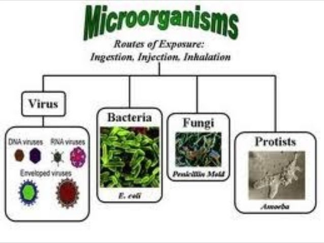 Microorganisms Friend And Foe microorganisms-friend-and-foe