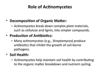 Role of Actinomycetes
• Decomposition of Organic Matter:
– Actinomycetes break down complex plant materials,
such as cellulose and lignin, into simpler compounds.
• Production of Antibiotics:
– Many actinomycetes (e.g., Streptomyces) produce
antibiotics that inhibit the growth of soil-borne
pathogens.
• Soil Health:
– Actinomycetes help maintain soil health by contributing
to the organic matter breakdown and nutrient cycling.
 