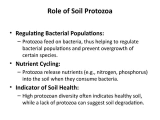Role of Soil Protozoa
• Regulating Bacterial Populations:
– Protozoa feed on bacteria, thus helping to regulate
bacterial populations and prevent overgrowth of
certain species.
• Nutrient Cycling:
– Protozoa release nutrients (e.g., nitrogen, phosphorus)
into the soil when they consume bacteria.
• Indicator of Soil Health:
– High protozoan diversity often indicates healthy soil,
while a lack of protozoa can suggest soil degradation.
 