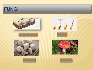 FUNGI
 