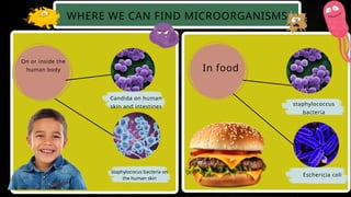 the wonderful word of microorganism.pptx