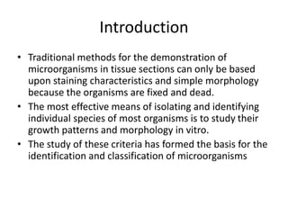 Introduction
• Traditional methods for the demonstration of
microorganisms in tissue sections can only be based
upon staining characteristics and simple morphology
because the organisms are fixed and dead.
• The most effective means of isolating and identifying
individual species of most organisms is to study their
growth patterns and morphology in vitro.
• The study of these criteria has formed the basis for the
identification and classification of microorganisms
 
