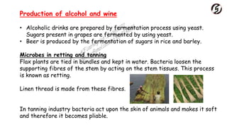 Production of alcohol and wine
• Alcoholic drinks are prepared by fermentation process using yeast.
Sugars present in grapes are fermented by using yeast.
• Beer is produced by the fermentation of sugars in rice and barley.
Microbes in retting and tanning
Flax plants are tied in bundles and kept in water. Bacteria loosen the
supporting fibres of the stem by acting on the stem tissues. This process
is known as retting.
Linen thread is made from these fibres.
In tanning industry bacteria act upon the skin of animals and makes it soft
and therefore it becomes pliable.
 