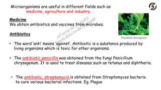Microorganisms are useful in different fields such as
medicine, agriculture and industry.
Medicine
We obtain antibiotics and vaccines from microbes.
Antibiotics
• The word ‘anti’ means ‘against’. Antibiotic is a substance produced by
living organisms which is toxic for other organisms.
• The antibiotic penicillin was obtained from the fungi Penicillium
chrysogenum. It is used to treat diseases such as tetanus and diphtheria.
• The antibiotic, streptomycin is obtained from Streptomyces bacteria
to cure various bacterial infections. Eg. Plague
 