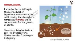 Nitrogen fixation:
Rhizobium bacteria living in
the root nodules of
leguminous plants enrich the
soil by fixing the atmospheric
nitrogen as nitrates which
are essential for the growth
of plants.
Some free living bacteria in
soil, like Cyanobacteria
Nostoc can also fix nitrogen
biologically
 