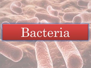 Bacteria
 