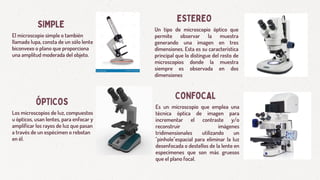 SIMPLE
ÓPTICOS
ESTEREO
El microscopio simple o también
llamado lupa, consta de un sólo lente
biconvexo o plano que proporciona
una amplitud moderada del objeto.
Los microscopios de luz, compuestos
u ópticos, usan lentes, para enfocar y
amplificar los rayos de luz que pasan
a través de un espécimen o rebotan
en él.
Un tipo de microscopio óptico que
permite observar la muestra
generando una imagen en tres
dimensiones. Esta es su característica
principal que lo distingue del resto de
microscopios donde la muestra
siempre es observada en dos
dimensiones
CONFOCAL
Es un microscopio que emplea una
técnica óptica de imagen para
incrementar el contraste y/o
reconstruir imágenes
tridimensionales utilizando un
"pinhole"espacial para eliminar la luz
desenfocada o destellos de la lente en
especímenes que son más gruesos
que el plano focal.
 