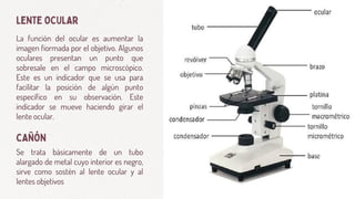La función del ocular es aumentar la
imagen fiormada por el objetivo. Algunos
oculares presentan un punto que
sobresale en el campo microscópico.
Este es un indicador que se usa para
facilitar la posición de algún punto
específico en su observación. Este
indicador se mueve haciendo girar el
lente ocular.
Se trata básicamente de un tubo
alargado de metal cuyo interior es negro,
sirve como sostén al lente ocular y al
lentes objetivos
LENTE OCULAR
CAÑÓN
 