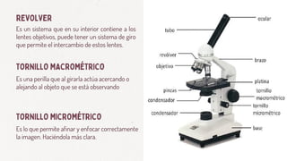TORNILLO MACROMÉTRICO
Es un sistema que en su interior contiene a los
lentes objetivos, puede tener un sistema de giro
que permite el intercambio de estos lentes.
Es una perilla que al girarla actúa acercando o
alejando al objeto que se está observando
REVOLVER
Es lo que permite afinar y enfocar correctamente
la imagen. Haciéndola más clara.
TORNILLO MICROMÉTRICO
 