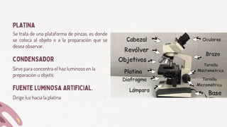 Se trata de una plataforma de pinzas, es donde
se coloca al objeto o a la preparación que se
desea observar.
Sirve para concentra el haz luminoso en la
preparación u objeto.
PLATINA
CONDENSADOR
Dirige luz hacia la platina
FUENTE LUMINOSA ARTIFICIAL.
 