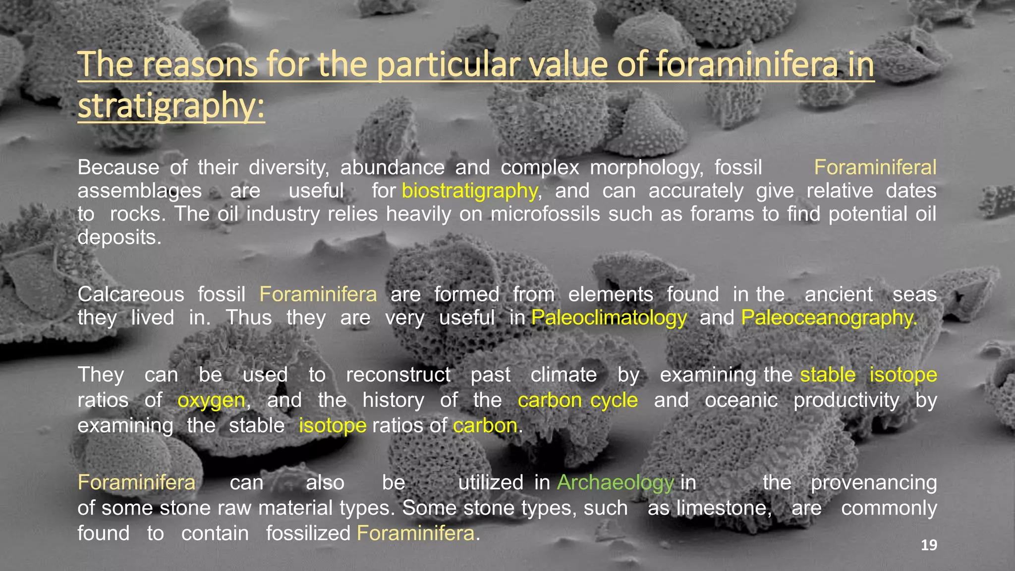The reasons for the particular value of foraminifera in
stratigraphy:
Because of their diversity, abundance and complex morphology, fossil Foraminiferal
assemblages are useful for biostratigraphy, and can accurately give relative dates
to rocks. The oil industry relies heavily on microfossils such as forams to find potential oil
deposits.
Calcareous fossil Foraminifera are formed from elements found in the ancient seas
they lived in. Thus they are very useful in Paleoclimatology and Paleoceanography.
They can be used to reconstruct past climate by examining the stable isotope
ratios of oxygen, and the history of the carbon cycle and oceanic productivity by
examining the stable isotope ratios of carbon.
Foraminifera can also be utilized in Archaeology in the provenancing
of some stone raw material types. Some stone types, such as limestone, are commonly
found to contain fossilized Foraminifera. 19
 