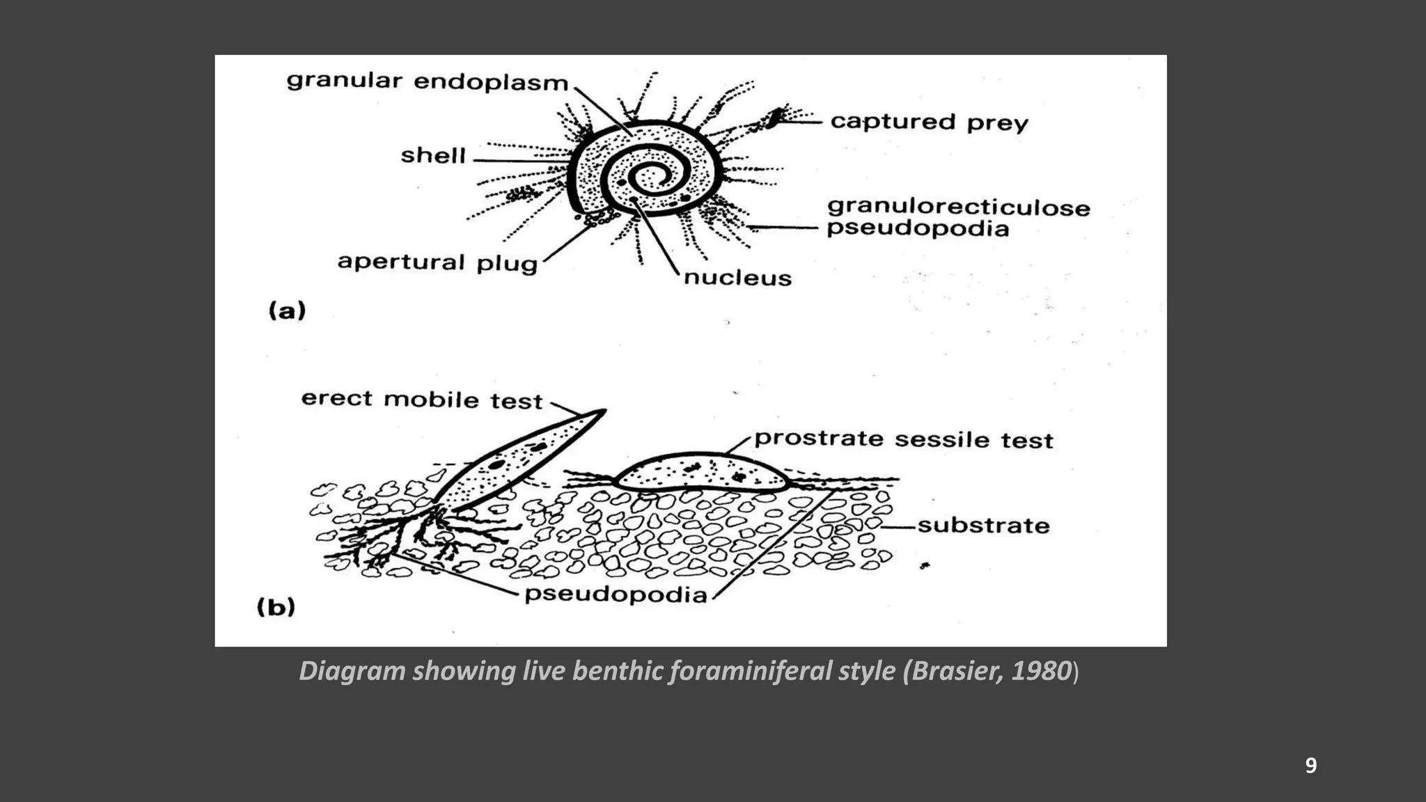 Diagram showing live benthic foraminiferal style (Brasier, 1980)
9
 