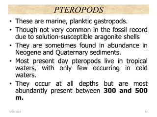 PTEROPODS
• These are marine, planktic gastropods.
• Though not very common in the fossil record
due to solution-susceptible aragonite shells
• They are sometimes found in abundance in
Neogene and Quaternary sediments.
• Most present day pteropods live in tropical
waters, with only few occurring in cold
waters.
• They occur at all depths but are most
abundantly present between 300 and 500
m.
1/28/2023 12
 
