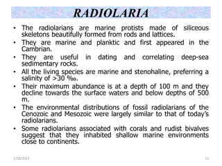 RADIOLARIA
• The radiolarians are marine protists made of siliceous
skeletons beautifully formed from rods and lattices.
• They are marine and planktic and first appeared in the
Cambrian.
• They are useful in dating and correlating deep-sea
sedimentary rocks.
• All the living species are marine and stenohaline, preferring a
salinity of >30 ‰.
• Their maximum abundance is at a depth of 100 m and they
decline towards the surface waters and below depths of 500
m.
• The environmental distributions of fossil radiolarians of the
Cenozoic and Mesozoic were largely similar to that of today’s
radiolarians.
• Some radiolarians associated with corals and rudist bivalves
suggest that they inhabited shallow marine environments
close to continents.
1/28/2023 13
 