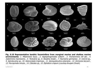 1/28/2023 31
Fig. 6.10 Representative benthic foraminifera from marginal marine and shallow marine
environments: 1. Miliammina fusca , 2. Haplophragmoides wilberti , 3. Trochammina infl ata , 4.
Jadammina macrescens , 5. Textularia sp., 6. Rosalina bradyi , 7. Haynesina germanica , 8. Cancris sp.,
9. Spiroloculina sp., 10. Asterorotalia trispinosa , 11. Quinqueloculina ankeriana , 12. Ammonia beccarii ,
13. Murrayinella minuta , 14. Cibicides sp., 15. Elphidium crispum (courtesy Anupam Ghosh)
 