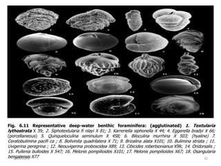 1/28/2023 32
Fig. 6.11 Representative deep-water benthic foraminifera: (agglutinated) 1. Textularia
lythostrata X 39; 2. Siphotextularia fi nlayi X 81; 3. Karreriella siphonella X 44; 4. Eggerella bradyi X 66;
(porcellaneous) 5. Quinqueloculina seminulum X 458; 6. Biloculina murrhina X 503; (hyaline) 7.
Ceratobulimina pacifi ca ; 8. Bolivinita quadrilatera X 71; 9. Brizalina alata X101; 10. Bulimina striata ; 11.
Uvigerina peregrina ; 12. Neouvigerina proboscidea X89; 13. Cibicides robertsonianus X98; 14. Oridorsalis ;
15. Pullenia bulloides X 547; 16. Melonis pompilioides X101; 17. Melonis pompilioides X67; 18. Osangularia
bengalensis X77
 