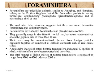 • Foraminifera are unicellular animals, similar to Amoebae, and, therefore,
belong to the Protista kingdom, but differ from other protists in having
thread-like, anastomosing pseudopodia (granuloreticulopodia) and in
possessing a shell or test.
• The molecular data, however, suggests that there are some freshwater
foraminifera that do not have tests.
• Foraminifera have adopted both benthic and planktic modes of life.
• They generally range in size from 0.1 to 1.0 mm, but some representatives
attain the gigantic size of more than 10 cm.
• Their tests may be non-mineralized, formed from foreign particles
cemented together or composed of calcium carbonate and, in rare cases,
silica.
• About 2200 species of extant benthic foraminifera and about 40 species of
planktic foraminifera have been reported and described.
• The total number of living species of benthic foraminifera is estimated to
range from 3200 to 4200 (Murray 2007 ).
1/28/2023 36
FORAMINIFERA
 