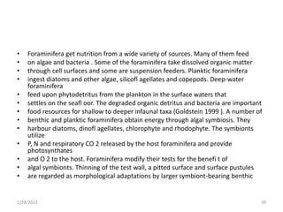 • Foraminifera get nutrition from a wide variety of sources. Many of them feed
• on algae and bacteria . Some of the foraminifera take dissolved organic matter
• through cell surfaces and some are suspension feeders. Planktic foraminifera
• ingest diatoms and other algae, silicofl agellates and copepods. Deep-water
foraminifera
• feed upon phytodetritus from the plankton in the surface waters that
• settles on the seafl oor. The degraded organic detritus and bacteria are important
• food resources for shallow to deeper infaunal taxa (Goldstein 1999 ). A number of
• benthic and planktic foraminifera obtain energy through algal symbiosis. They
• harbour diatoms, dinofl agellates, chlorophyte and rhodophyte. The symbionts
utilize
• P, N and respiratory CO 2 released by the host foraminifera and provide
photosynthates
• and O 2 to the host. Foraminifera modify their tests for the benefi t of
• algal symbionts. Thinning of the test wall, a pitted surface and surface pustules
• are regarded as morphological adaptations by larger symbiont-bearing benthic
1/28/2023 39
 