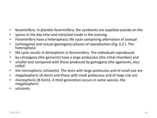 • foraminifera. In planktic foraminifera, the symbionts are expelled outside on the
• spines in the day time and retracted inside in the evening.
• Foraminifera have a heterophasic life cycle comprising alternation of asexual
• (schizogony) and sexual (gamogony) phases of reproduction (Fig. 6.2 ). The
heterophasic
• life cycle results in dimorphism in foraminifera. The individuals reproduced
• by schizogony (the gamonts) have a large proloculus (the initial chamber) and
• smaller test compared with those produced by gamogony (the agamonts, also
called
• the microspheric schizonts). The tests with large proloculus and of small size are
• megalospheric (A-form) and those with small proloculus and of large size are
• microspheric (B-form). A third generation occurs in some species, the
megalospheric
• schizonts
1/28/2023 40
 