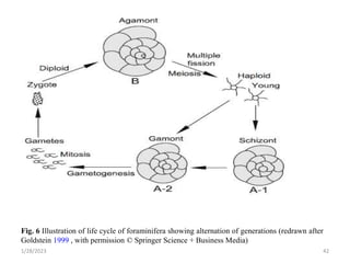 1/28/2023 42
Fig. 6 Illustration of life cycle of foraminifera showing alternation of generations (redrawn after
Goldstein 1999 , with permission © Springer Science + Business Media)
 