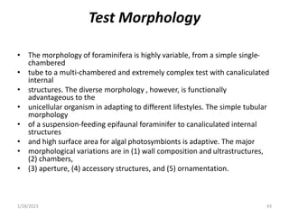 Test Morphology
• The morphology of foraminifera is highly variable, from a simple single-
chambered
• tube to a multi-chambered and extremely complex test with canaliculated
internal
• structures. The diverse morphology , however, is functionally
advantageous to the
• unicellular organism in adapting to different lifestyles. The simple tubular
morphology
• of a suspension-feeding epifaunal foraminifer to canaliculated internal
structures
• and high surface area for algal photosymbionts is adaptive. The major
• morphological variations are in (1) wall composition and ultrastructures,
(2) chambers,
• (3) aperture, (4) accessory structures, and (5) ornamentation.
1/28/2023 43
 