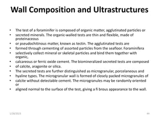 Wall Composition and Ultrastructures
• The test of a foraminifer is composed of organic matter, agglutinated particles or
• secreted minerals. The organic-walled tests are thin and flexible, made of
proteinaceous
• or pseudochitinous matter, known as tectin. The agglutinated tests are
• formed through cementing of assorted particles from the seafloor. Foraminifera
• selectively collect mineral or skeletal particles and bind them together with
organic,
• calcareous or ferric oxide cement. The biomineralized secreted tests are composed
• of calcite, aragonite or silica.
• The secreted tests are further distinguished as microgranular, porcelaneous and
• hyaline types. The microgranular wall is formed of closely packed microgranules of
• calcite without detectable cement. The microgranules may be randomly oriented
or
• aligned normal to the surface of the test, giving a fi brous appearance to the wall.
1/28/2023 44
 