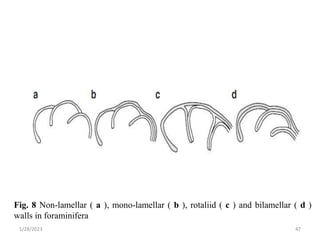1/28/2023 47
Fig. 8 Non-lamellar ( a ), mono-lamellar ( b ), rotaliid ( c ) and bilamellar ( d )
walls in foraminifera
 