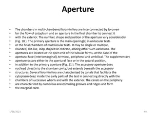 Aperture
• The chambers in multi-chambered foraminifera are interconnected by foramen
• for the flow of cytoplasm and an aperture in the final chamber to connect it
• with the exterior. The number, shape and position of the aperture vary considerably
• (Fig. 10 ). The primary aperture is the main opening(s) in unilocular tests
• or the final chambers of multilocular tests. It may be single or multiple,
• rounded, slit-like, loop-shaped or cribrate, among other such variations. The
• apertures are located at the open end of the tubular forms, at the base of the
• apertural face (interiomarginal), terminal, peripheral and umbilical. The supplementary
• aperture occurs either in the apertural face or in the sutural position,
• in addition to the primary aperture (Fig. 11 ). The accessory aperture does
• not lead directly to the chamber cavity, but extends beneath the accessory
• structures. Several foraminifera are characterized by canals that facilitate the
• cytoplasm deep inside the early parts of the test in connecting directly with the
• chambers of successive whorls and with the exterior. The canals on the periphery
• are characterized by numerous anastomosing grooves and ridges and form
• the marginal cord.
1/28/2023 49
 