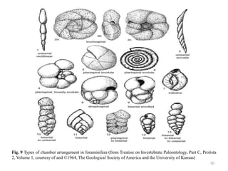 Fig. 9 Types of chamber arrangement in foraminifera (from Treatise on Invertebrate Paleontology, Part C, Protista
2, Volume 1, courtesy of and ©1964, The Geological Society of America and the University of Kansas)
50
 