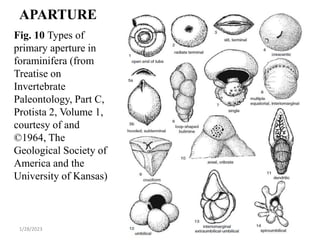 APARTURE
Fig. 10 Types of
primary aperture in
foraminifera (from
Treatise on
Invertebrate
Paleontology, Part C,
Protista 2, Volume 1,
courtesy of and
©1964, The
Geological Society of
America and the
University of Kansas)
1/28/2023 51
 