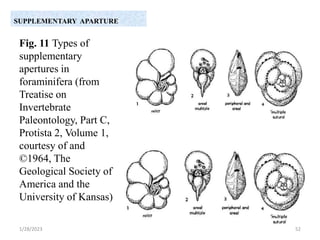 SUPPLEMENTARY APARTURE
Fig. 11 Types of
supplementary
apertures in
foraminifera (from
Treatise on
Invertebrate
Paleontology, Part C,
Protista 2, Volume 1,
courtesy of and
©1964, The
Geological Society of
America and the
University of Kansas)
1/28/2023 52
 