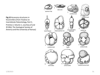 Fig.12 Accessory structures in
foraminifera (from Treatise on
Invertebrate Paleontology, Part C,
Protista 2, Volume 1, courtesy of and
©1964, The Geological Society of
America and the University of Kansas)
1/28/2023 55
 