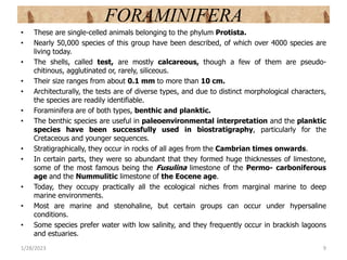 FORAMINIFERA
• These are single-celled animals belonging to the phylum Protista.
• Nearly 50,000 species of this group have been described, of which over 4000 species are
living today.
• The shells, called test, are mostly calcareous, though a few of them are pseudo-
chitinous, agglutinated or, rarely, siliceous.
• Their size ranges from about 0.1 mm to more than 10 cm.
• Architecturally, the tests are of diverse types, and due to distinct morphological characters,
the species are readily identifiable.
• Foraminifera are of both types, benthic and planktic.
• The benthic species are useful in paleoenvironmental interpretation and the planktic
species have been successfully used in biostratigraphy, particularly for the
Cretaceous and younger sequences.
• Stratigraphically, they occur in rocks of all ages from the Cambrian times onwards.
• In certain parts, they were so abundant that they formed huge thicknesses of limestone,
some of the most famous being the Fusulina limestone of the Permo- carboniferous
age and the Nummulitic limestone of the Eocene age.
• Today, they occupy practically all the ecological niches from marginal marine to deep
marine environments.
• Most are marine and stenohaline, but certain groups can occur under hypersaline
conditions.
• Some species prefer water with low salinity, and they frequently occur in brackish lagoons
and estuaries.
1/28/2023 9
 
