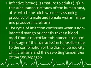 • Infective larvae (L3) mature to adults (L5) in
the subcutaneous tissues of the human host,
after which the adult worms—assuming
presence of a male and female worm—mate
and produce microfilaria.
• The cycle of infection continues when a non-
infected mango or deer fly takes a blood
meal from a microfilaremic human host, and
this stage of the transmission is possible due
to the combination of the diurnal periodicity
of microfilaria and the day-biting tendencies
of the Chrysops spp.
 