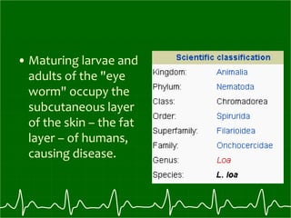 • Maturing larvae and
adults of the "eye
worm" occupy the
subcutaneous layer
of the skin – the fat
layer – of humans,
causing disease.
 