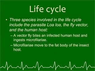 Life cycle
• Three species involved in the life cycle
include the parasite Loa loa, the fly vector,
and the human host:
– A vector fly bites an infected human host and
ingests microfilariae.
– Microfilariae move to the fat body of the insect
host.
 