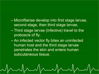 – Microfilariae develop into first stage larvae,
second stage, then third stage larvae.
– Third stage larvae (infective) travel to the
proboscis of fly.
– An infected vector fly bites an uninfected
human host and the third stage larvae
penetrates the skin and enters human
subcutaneous tissue.
 