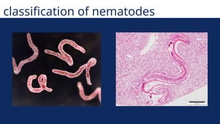 Comprehensive Overview of Medical Protozoology and Helminthology ...
