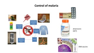 Fighting malaria | PPT