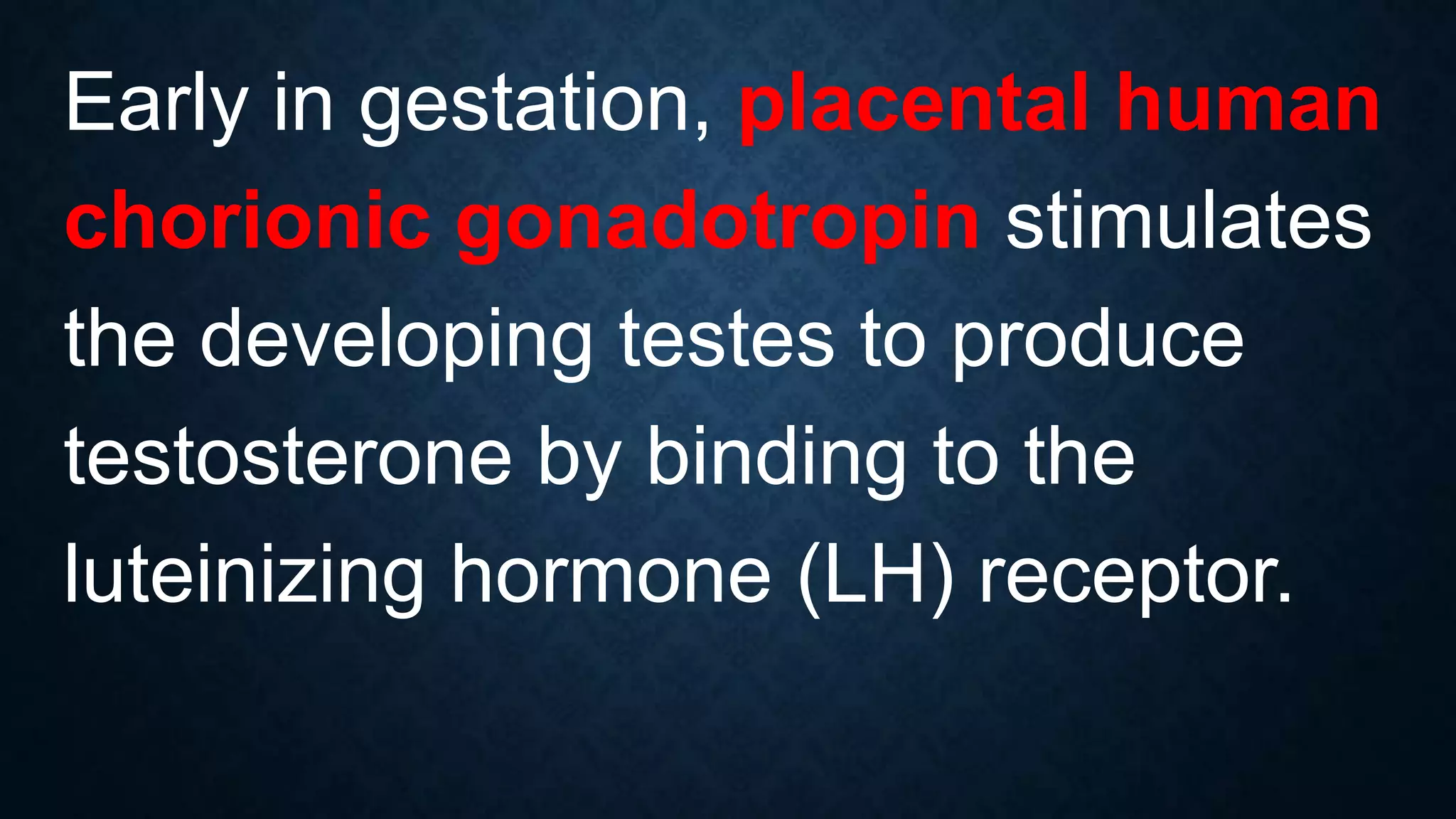Early in gestation, placental human
chorionic gonadotropin stimulates
the developing testes to produce
testosterone by binding to the
luteinizing hormone (LH) receptor.

 