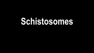 Schistosomes
 